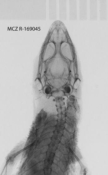 Media type: image;   Herpetology R-169045